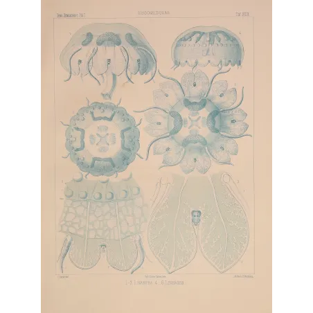 Blue Discomedusae Jellyfish – Ernst Haeckel Antique Lithograph