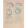 Blue Discomedusae Jellyfish (Linantha & Linerges) – Original ColorLithograph by Ernst Haeckel, Antique Print