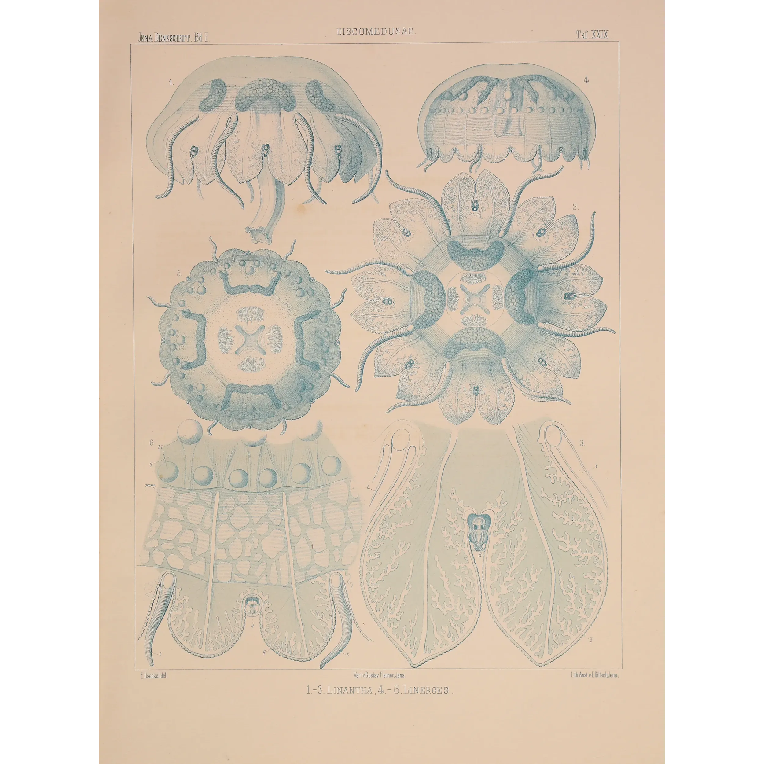 Blue Discomedusae Jellyfish – Ernst Haeckel Antique Lithograph