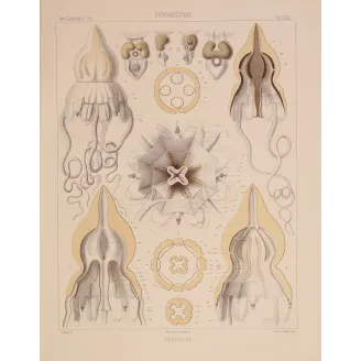 Pericolpa Jellyfish – Ernst Haeckel Antique Lithograph