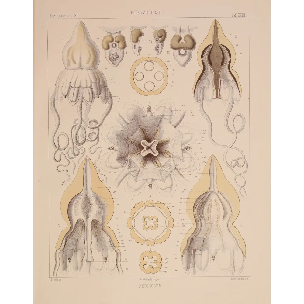 Pericolpa Jellyfish – Ernst Haeckel Antique Lithograph