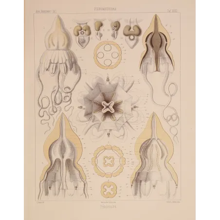 Pericolpa Jellyfish – Ernst Haeckel Antique Lithograph