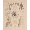 Pericolpa Jellyfish (Peromedusae) – Original Lithograph by Ernst Haeckel, Antique Print
