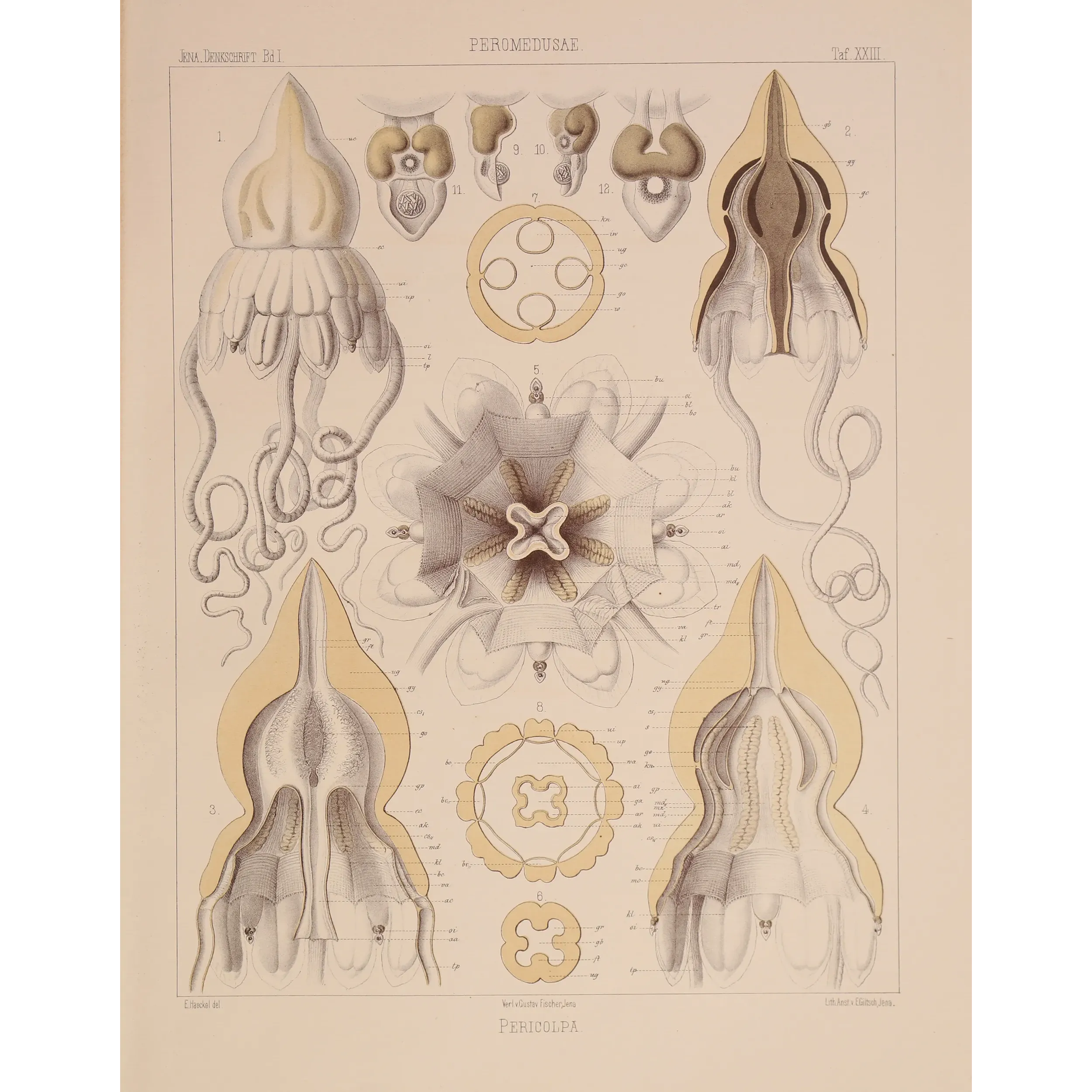 Pericolpa Jellyfish – Ernst Haeckel Antique Lithograph