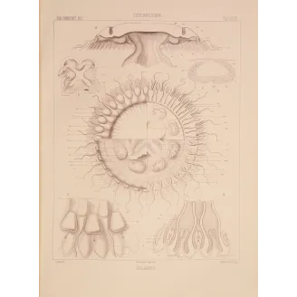 Collaspis Jellyfish – Ernst Haeckel Original Lithograph