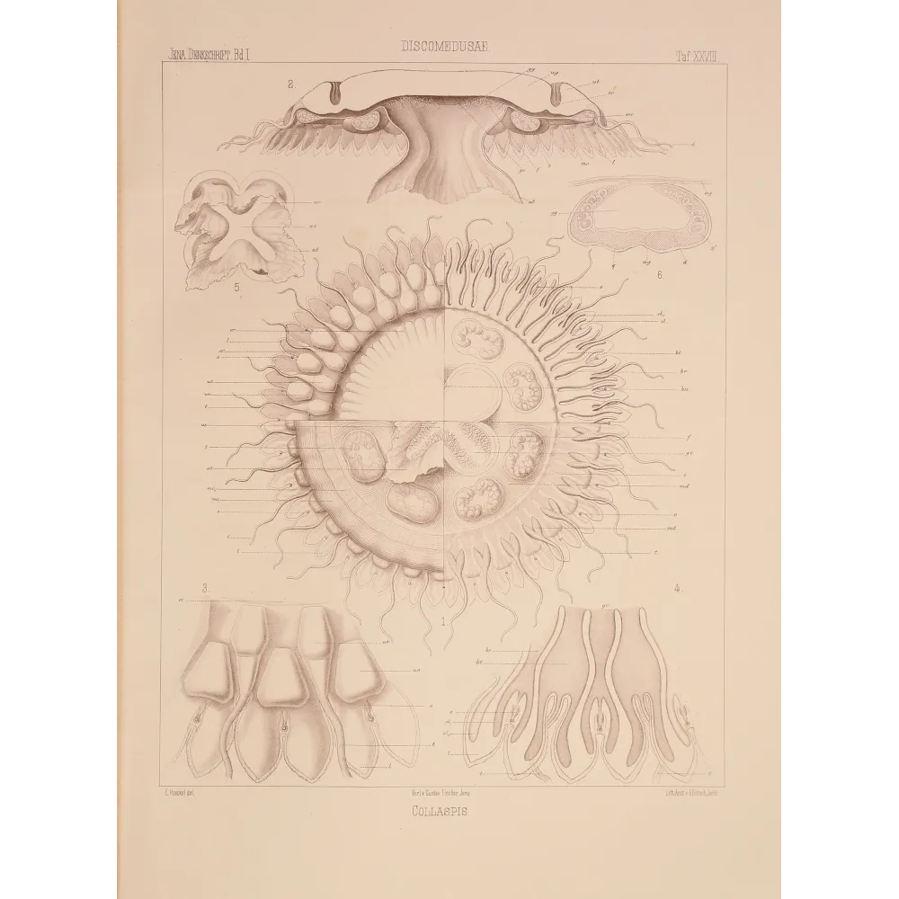 Collaspis Jellyfish – Ernst Haeckel Original Lithograph