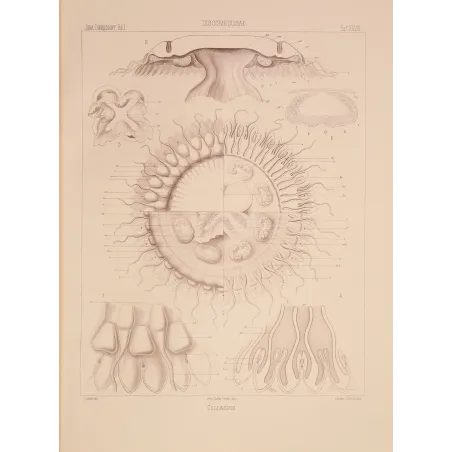 Collaspis Jellyfish – Ernst Haeckel Original Lithograph