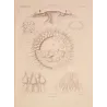 Collaspis Jellyfish (Discomedusae) – Original Lithograph by Ernst Haeckel, Antique Print