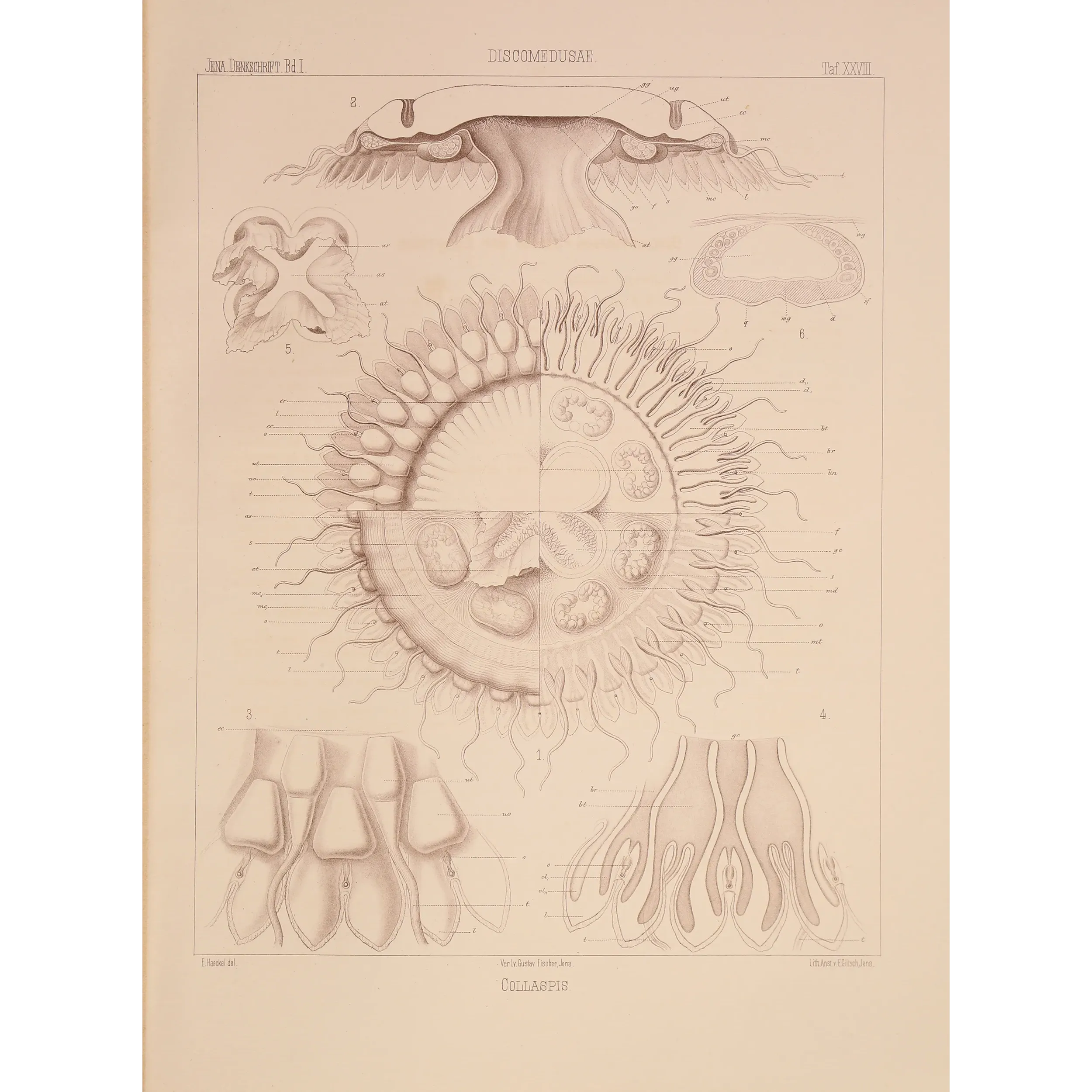 Collaspis Jellyfish – Ernst Haeckel Original Lithograph