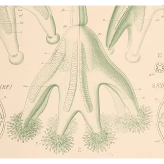 Ernst Haeckel Jellyfish Diptych – Original 1879 Lithographs
