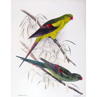 Black-tailed Parrot by Roland Green – The Birds of Australia