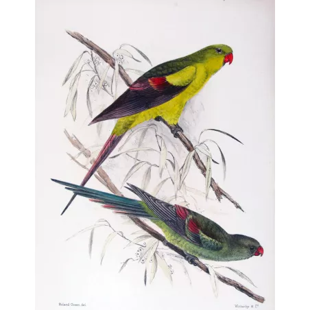 Black-tailed Parrot by Roland Green – The Birds of Australia