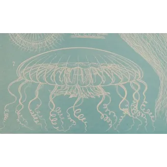Haeckel Blue Medusae Suite – Original Jellyfish Lithographs