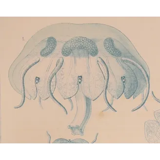 Blue Discomedusae Jellyfish – Ernst Haeckel Antique Lithograph