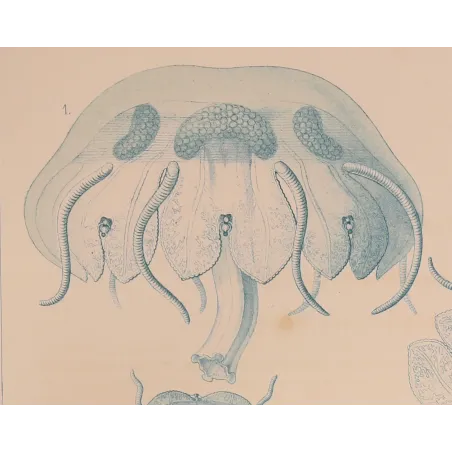 Blue Discomedusae Jellyfish – Ernst Haeckel Antique Lithograph