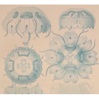 Blue Discomedusae Jellyfish – Ernst Haeckel Antique Lithograph