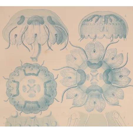 Blue Discomedusae Jellyfish – Ernst Haeckel Antique Lithograph