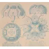 Blue Discomedusae Jellyfish (Linantha & Linerges) – Original ColorLithograph by Ernst Haeckel, Antique Print