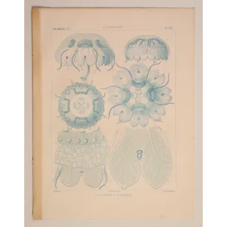 Blue Discomedusae Jellyfish – Ernst Haeckel Antique Lithograph