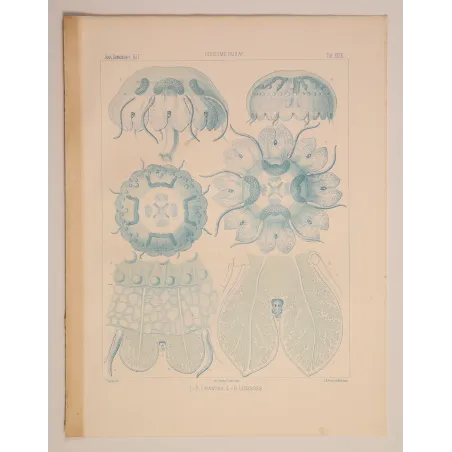 Blue Discomedusae Jellyfish – Ernst Haeckel Antique Lithograph