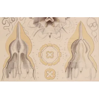 Pericolpa Jellyfish – Ernst Haeckel Antique Lithograph