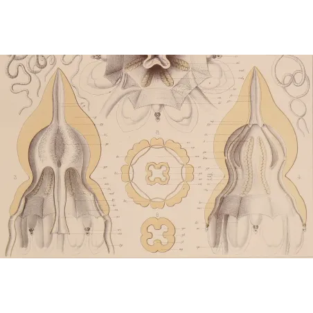 Pericolpa Jellyfish – Ernst Haeckel Antique Lithograph