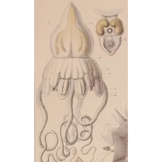 Pericolpa Jellyfish – Ernst Haeckel Antique Lithograph