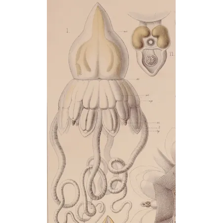 Pericolpa Jellyfish – Ernst Haeckel Antique Lithograph