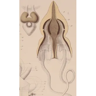 Pericolpa Jellyfish – Ernst Haeckel Antique Lithograph