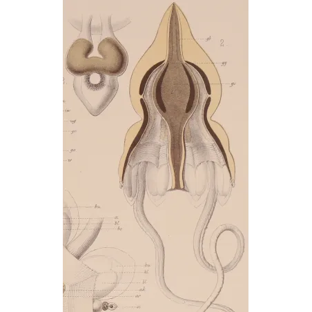Pericolpa Jellyfish – Ernst Haeckel Antique Lithograph