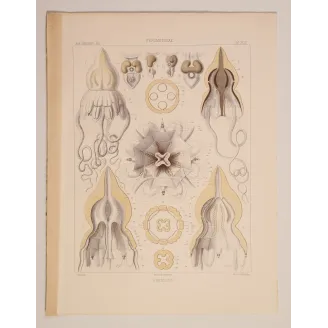 Pericolpa Jellyfish – Ernst Haeckel Antique Lithograph