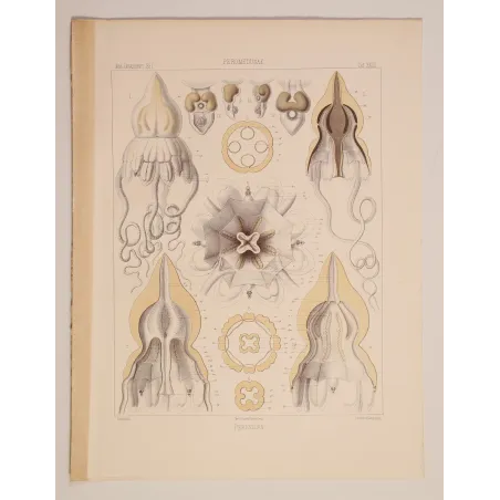Pericolpa Jellyfish – Ernst Haeckel Antique Lithograph