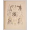 Pericolpa Jellyfish (Peromedusae) – Original Lithograph by Ernst Haeckel, Antique Print