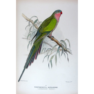 Princess Parrot by Roland Green – The Birds of Australia