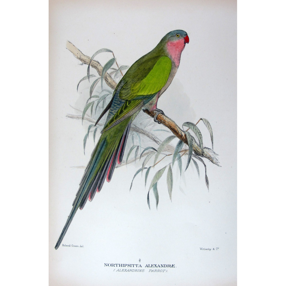 Princess Parrot by Roland Green – The Birds of Australia Princess Parrot by Roland Green – The Birds of Australia