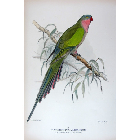 Princess Parrot by Roland Green – The Birds of Australia