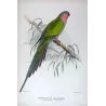 Princess Parrot (*Polytelis alexandrae*) – Original lithograph by Green, Mathews (1910–27)