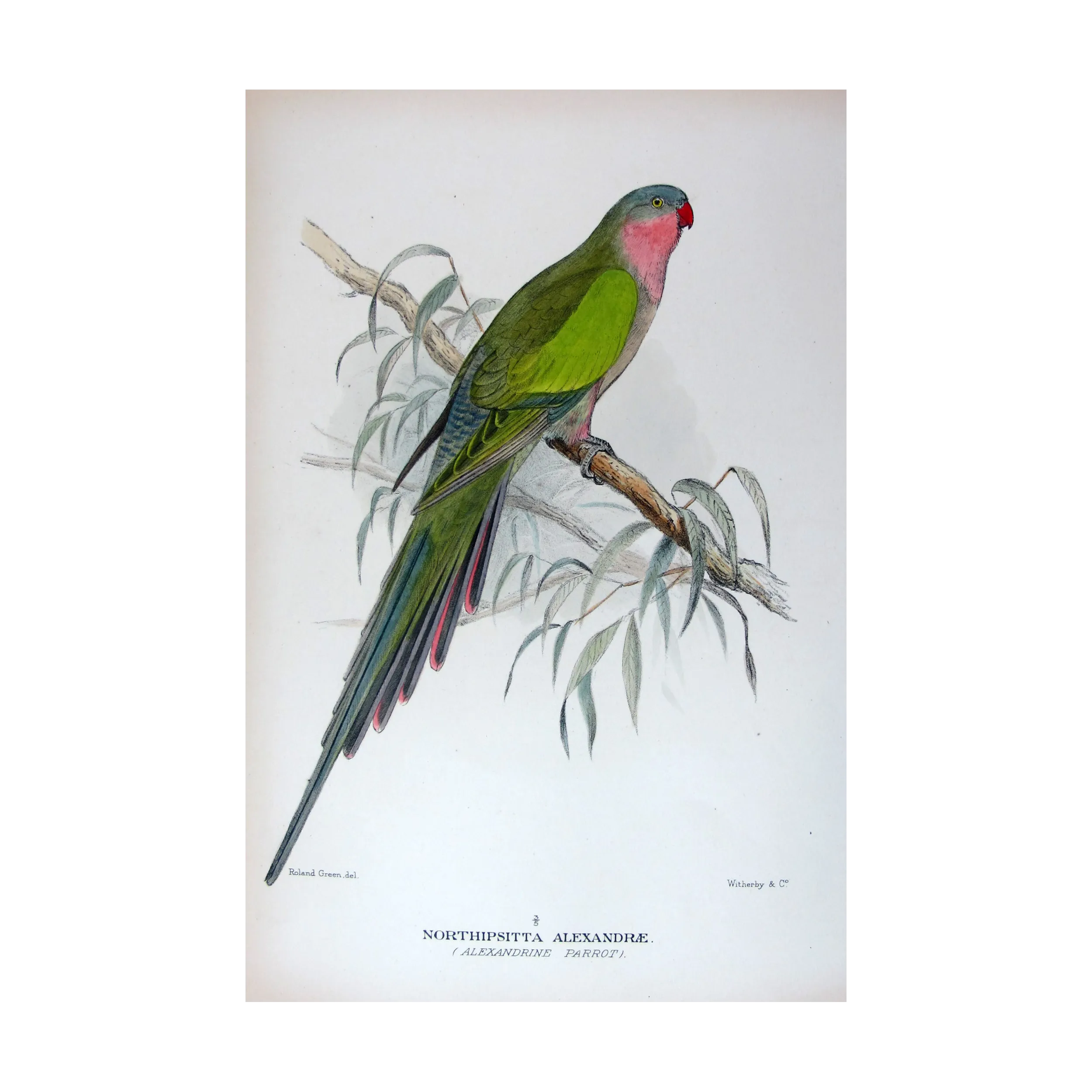 Princess Parrot by Roland Green – The Birds of Australia