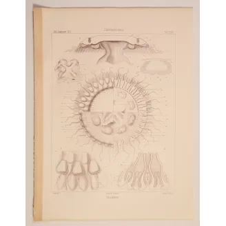 Collaspis Jellyfish – Ernst Haeckel Original Lithograph