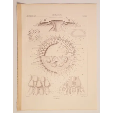 Collaspis Jellyfish – Ernst Haeckel Original Lithograph