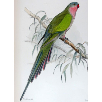 Princess Parrot by Roland Green – The Birds of Australia