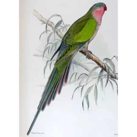 Princess Parrot by Roland Green – The Birds of Australia