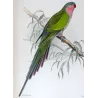Princess Parrot (*Polytelis alexandrae*) – Original lithograph by Green, Mathews (1910–27)