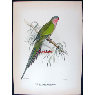 Princess Parrot by Roland Green – The Birds of Australia