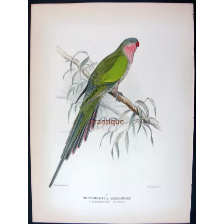 Princess Parrot by Roland Green – The Birds of Australia