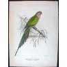 Princess Parrot (*Polytelis alexandrae*) – Original lithograph by Green, Mathews (1910–27)
