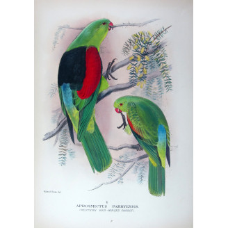 Red-winged Parrot by Roland Green – The Birds of Australia