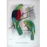 Red-winged Parrot (*Aprosmictus erythropterus*) – Original lithograph by Green, Mathews (1910–27)