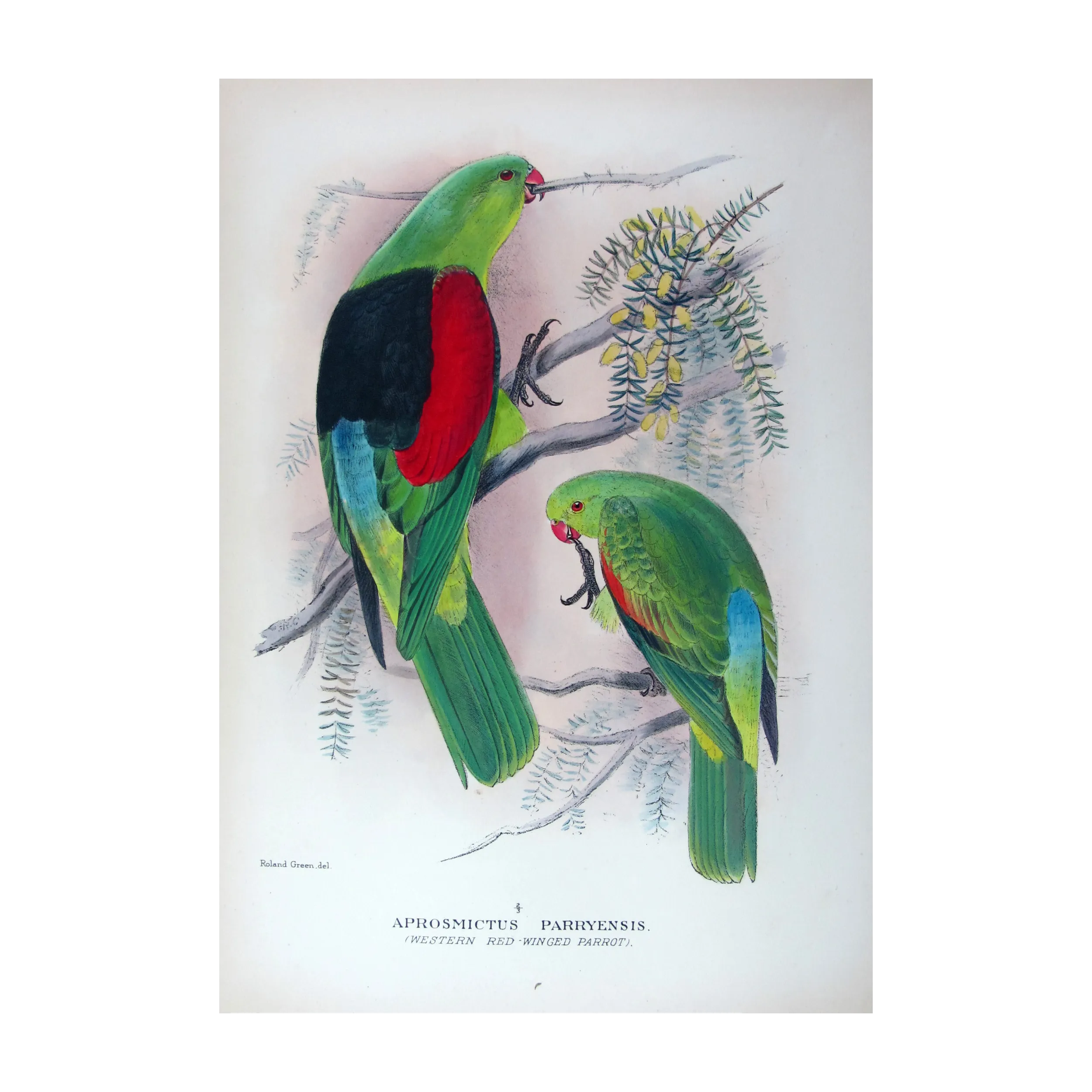Red-winged Parrot by Roland Green – The Birds of Australia