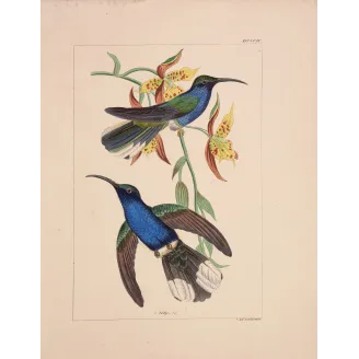 Cuvier’s Sabrewing – Reichenbach Antique Hummingbird Print
